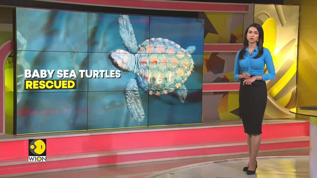 Baby Sea turtles rescued after rare storm in South Africa