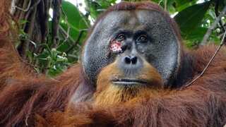 In a first, orangutan seen applying medicinal herbs to face wound. What could it mean?