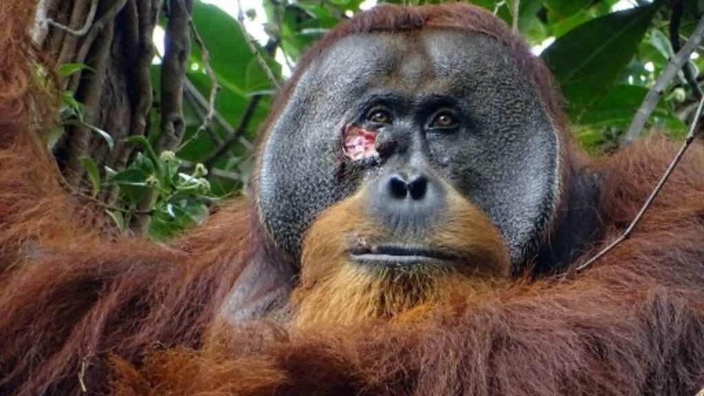In a first, orangutan seen applying medicinal herbs to face wound. What could it mean?