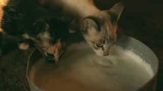 Bird flu in raw cow milk kills more than half of cats on Texas farm