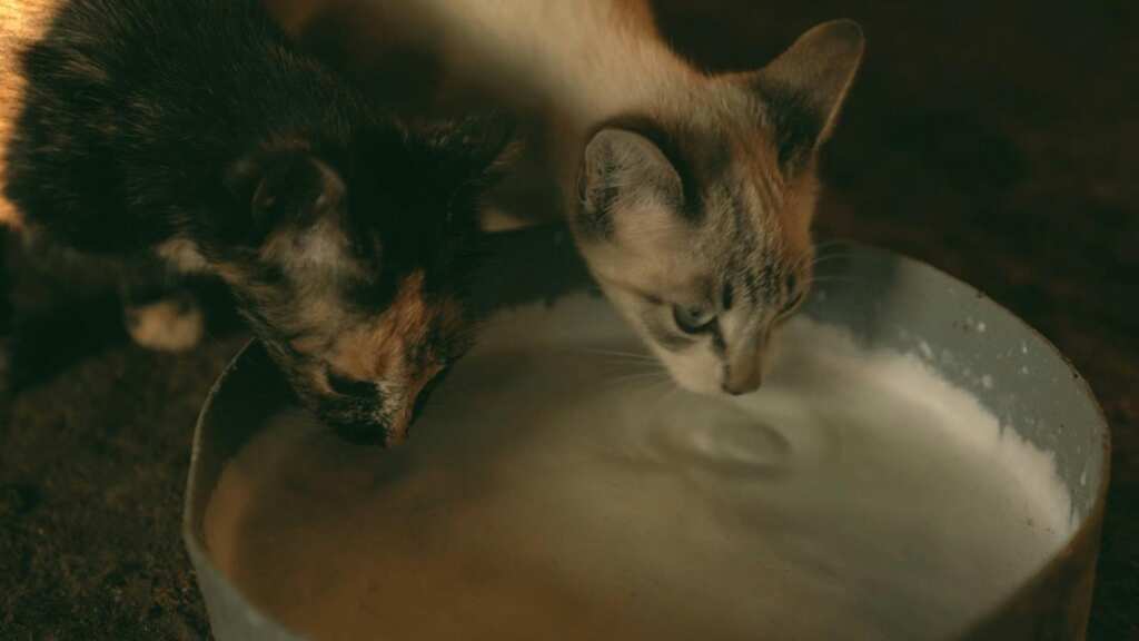 Bird flu in raw cow milk kills more than half of cats on Texas farm