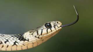 Bizarre! One-year-old toddler bites and kills snake after mistaking it for toy, doctors shocked