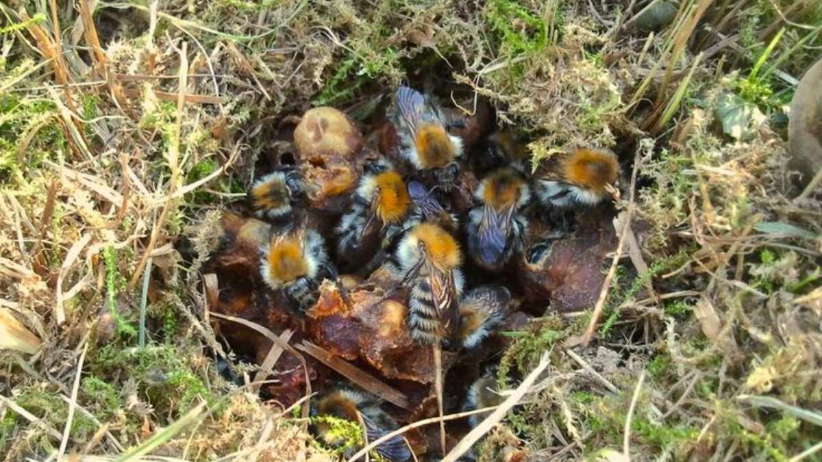 Rising temperatures endangering bumblebee nests, study finds Rising temperatures endangering bumblebee nests, study finds