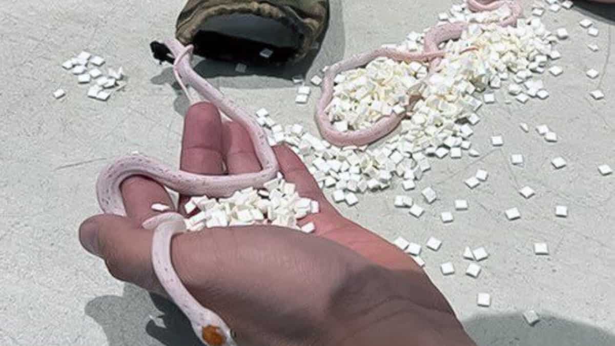 Airport security in Miami finds bag of snakes hidden in passenger's pants