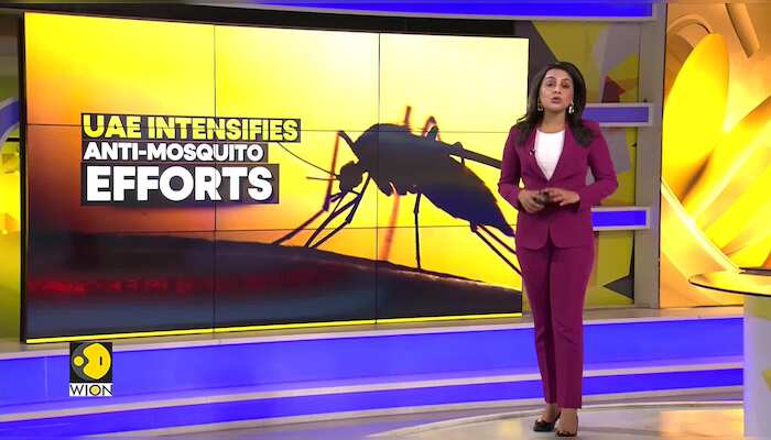 Dubai Rains: Authorities step up drive to control spread of mosquitoes post heavy rains