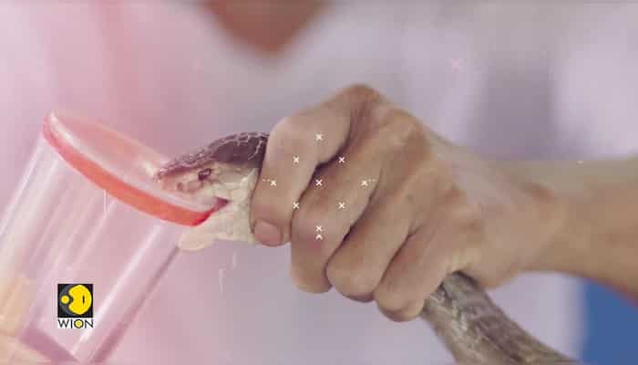 Gravitas | Snakebite menace in Nepal