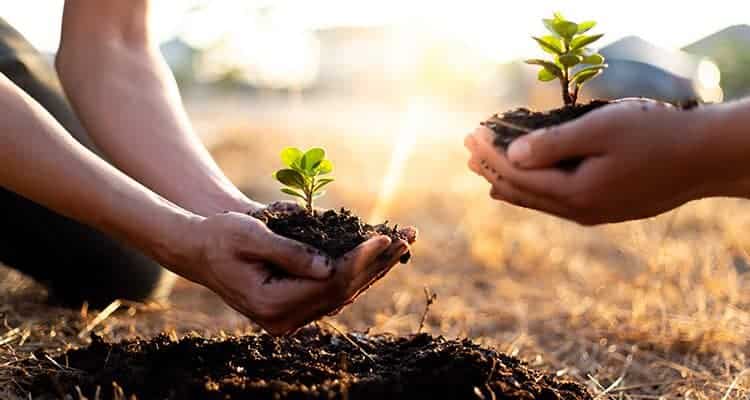 Gift a tree to your loved one