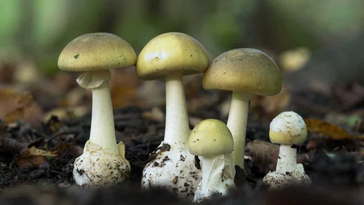 Australian woman who allegedly killed in-laws with mushroom lunch pleads not guilty