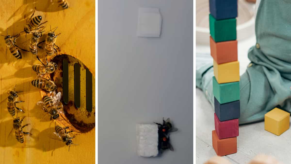Can bumblebees play Legos? They do move Lego pieces together