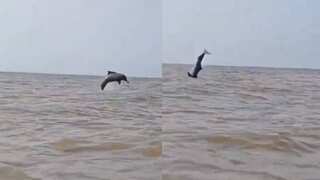 Mumbai: Dolphins seen doing somersaults off the Indian coast in VIRAL video