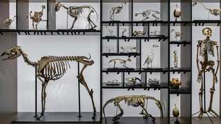 Ancient fossil shows birds are officially dinosaurs