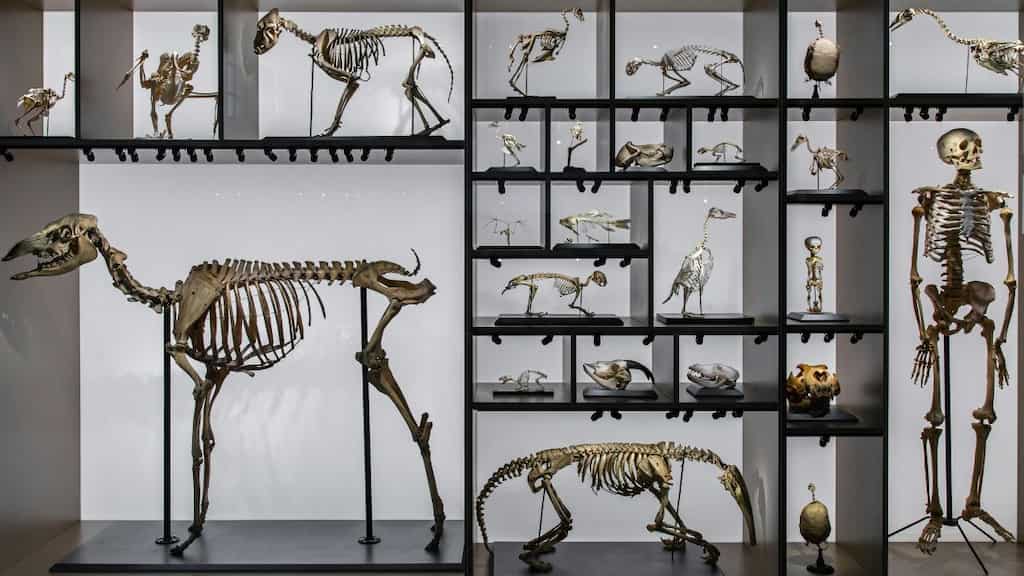 Ancient fossil shows birds are officially dinosaurs