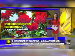 Rhododendron blooming: A climate hazard
