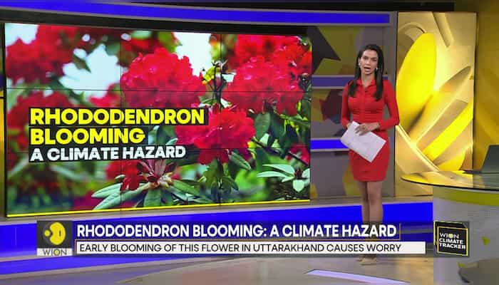 Rhododendron blooming: A climate hazard