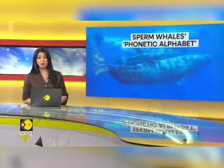 Scientists decode 'phonetic alphabet' of Sperm Whales
