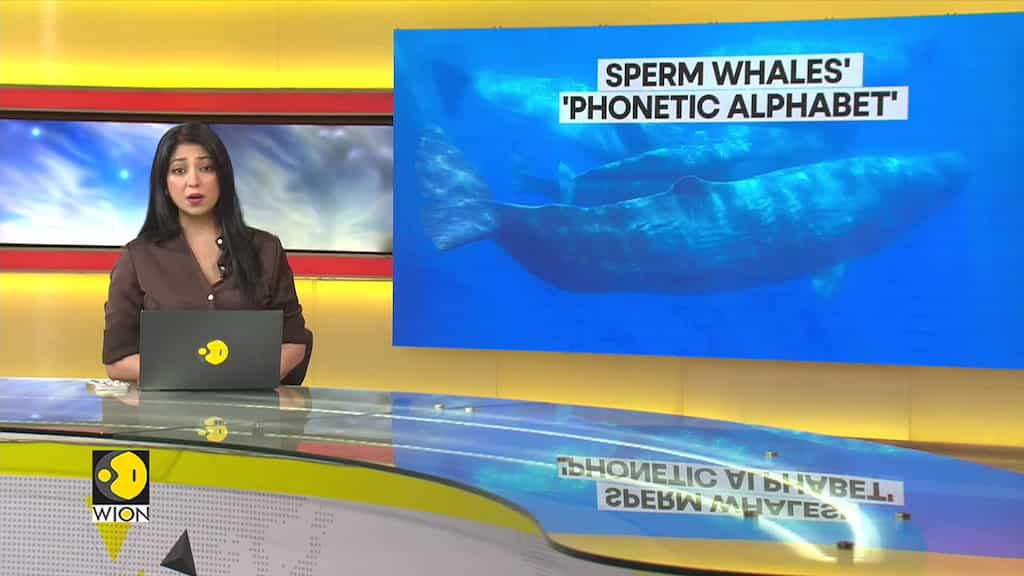 Scientists decode 'phonetic alphabet' of Sperm Whales