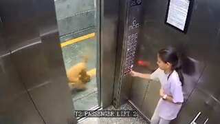 Video: Dog injures young girl inside Noida society lift