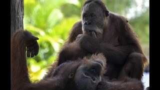 Malaysia plans to introduce ‘orangutan diplomacy’ for nations that import palm oil