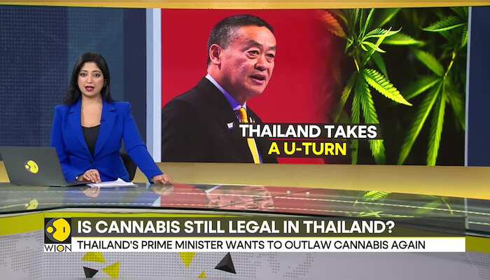 Thailand govt takes a U-turn on cannabis, to criminalise cannabis again