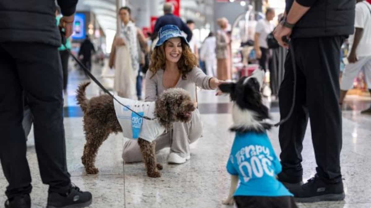 Turkey therapy dogs take over Istanbul airport with pomp and galore