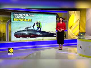 Whales part of traditional food culture
