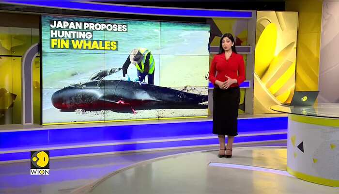 Whales part of traditional food culture