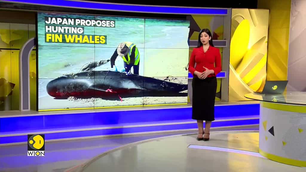 Whales part of traditional food culture