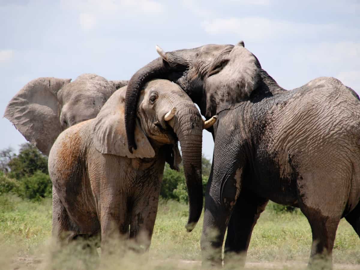 Elephants greet each other by flapping ears and making little rumbly sounds Elephants greet each other by flapping ears and making little rumbly sounds