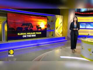 Illegal wildlife trade on the rise; More than 4,000 species affected