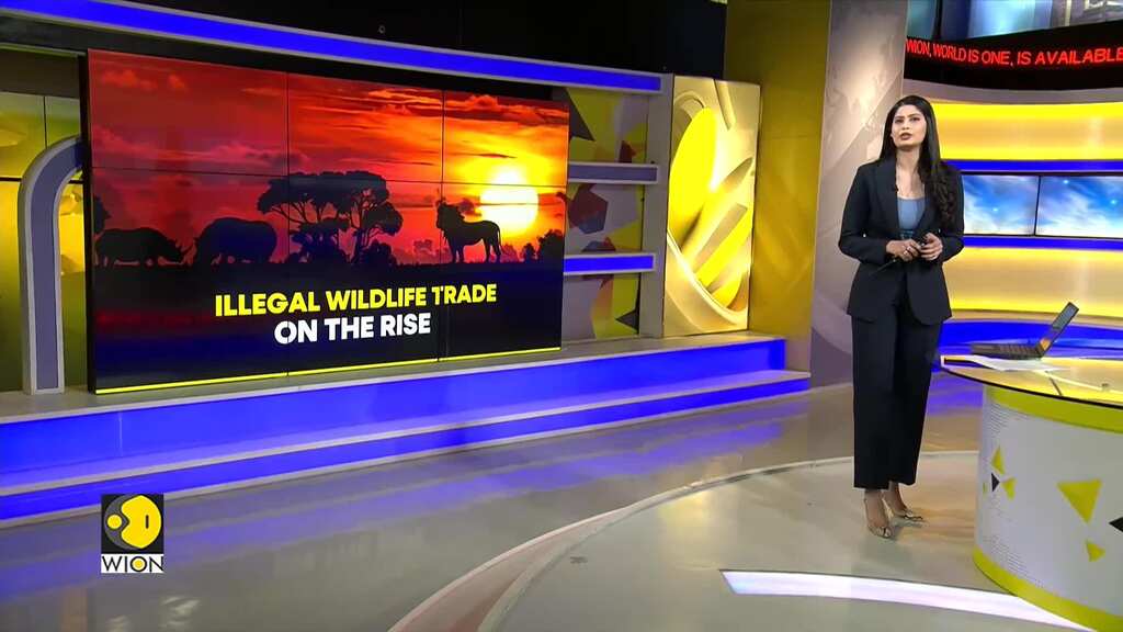 Illegal wildlife trade on the rise; More than 4,000 species affected