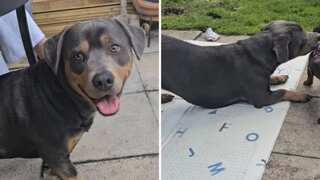 Meet Albie: The unbelievable rottweiler-dachshund mix taking over social media
