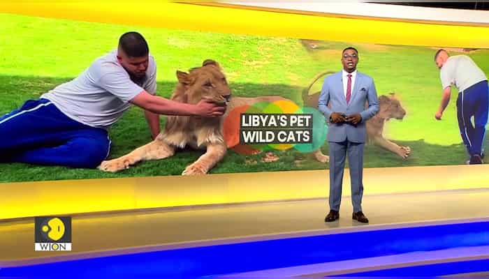 Libya: Man raises predatory animals at home as his pets