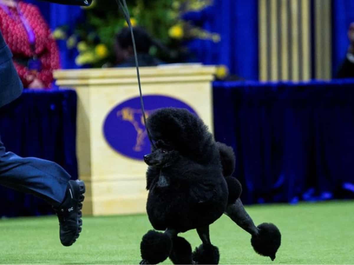 Sage the miniature poodle wins the 2024 Westminster Dog Show: Meet the top dog