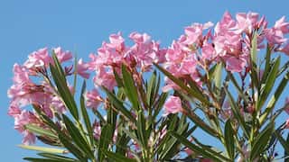 Kerala temples ban oleander flowers in daily rituals after 24-year-old woman dies of its poison