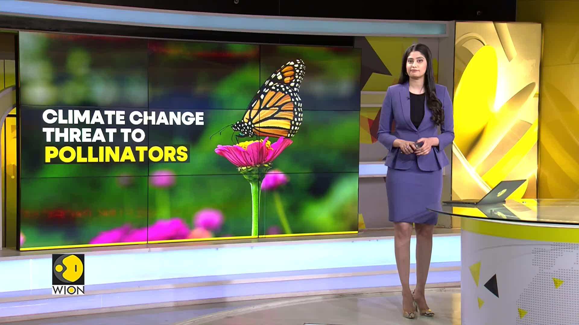 Climate change is threat to pollinators - WION Climate Tracker News