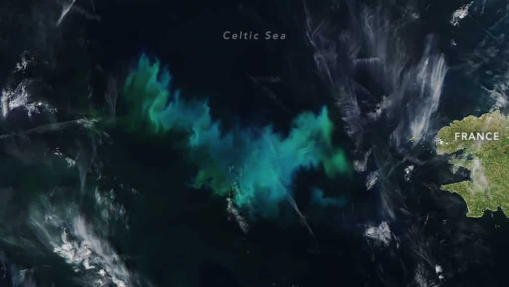 NASA: Colourful microscopic plant-like organisms seen in Celtic Sea