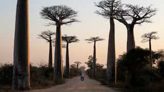 Mysteries of Baobab trees solved! Genomic study reveals dispersion from Madagascar to Africa, Australia