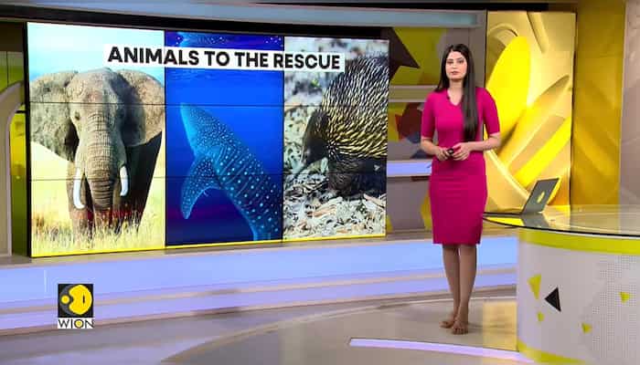 These animals are real climate heroes