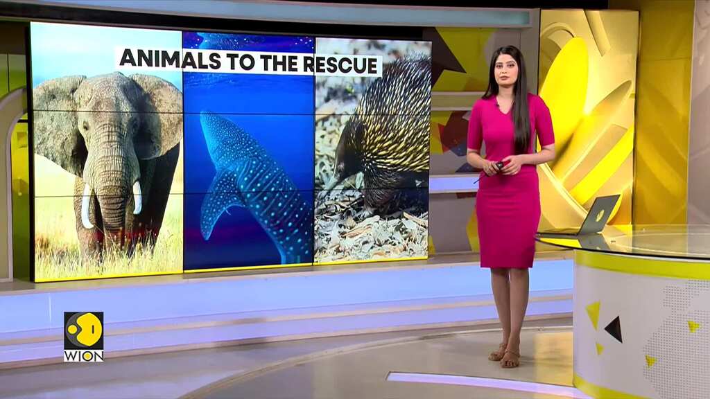 These animals are real climate heroes