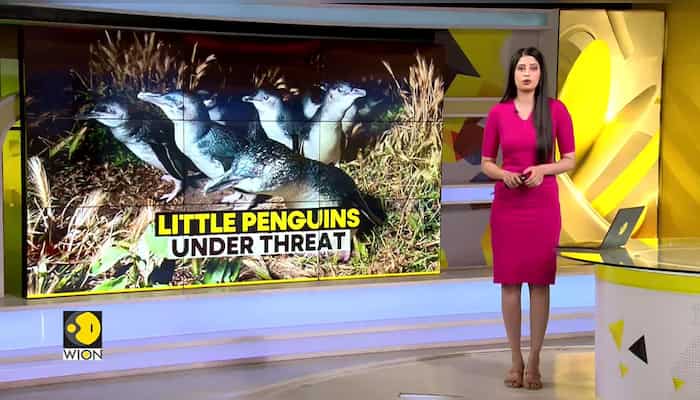 Australia's little penguins under threat