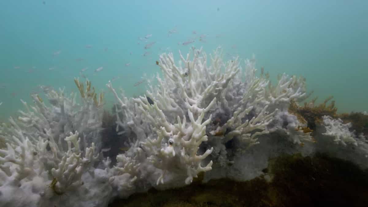 Heat stress causes bleaching in two-thirds of world's coral reefs, alarms report