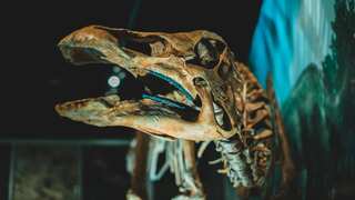 Cold-blooded reptiles or hot-blooded mighty overlords? Scientists unravel age-old dinosaur mystery 