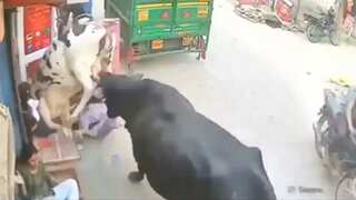 Cow fight in Delhi colony creates mayhem; leaves girl seriously injured. VIDEO