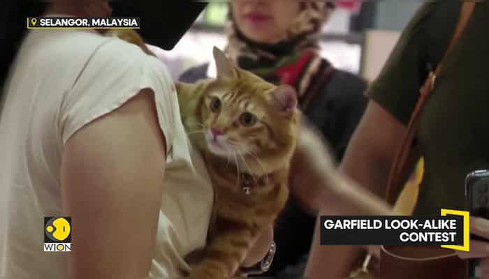 Hara cat wins Garfield look-alike competition