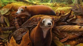 Tiny animal which roamed the Earth after extinction of dinosaurs, maybe long-lost predecessor of cows and pigs
