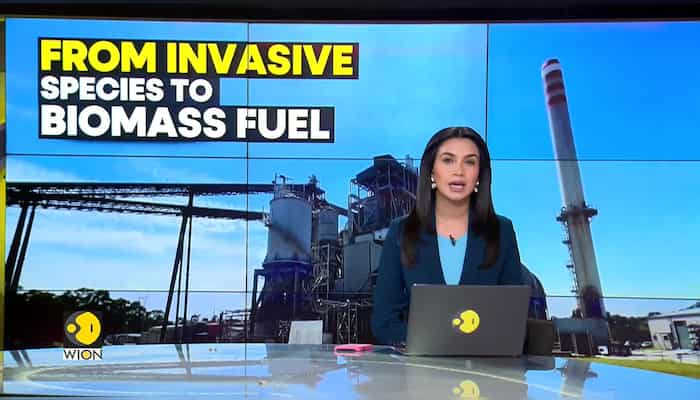 Australia: Weed to fuel biomass generator
