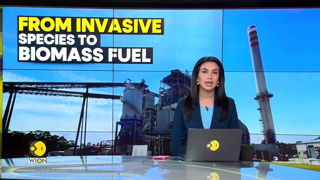 Australia: Weed to fuel biomass generator