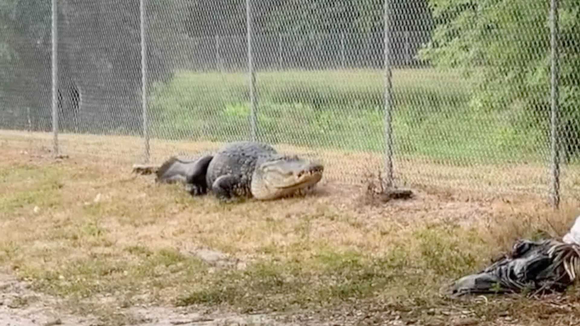 WATCH: US police capture gigantic 9-foot alligator on path used by school kids