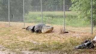 WATCH: US police capture gigantic 9-foot alligator on path used by school kids