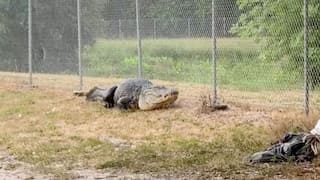 WATCH: US police capture gigantic 9-foot alligator on path used by school kids